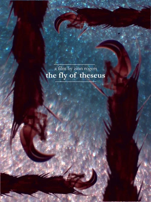 The Fly of Theseus
